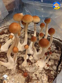 Cambodians shrooms