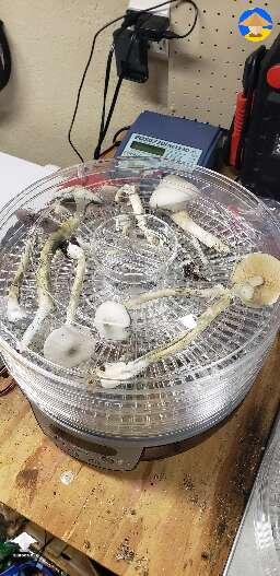 Still have APE-R mushrooms
