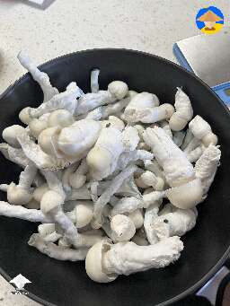Bottle tek - Nutcracker strain - yielded 130 g on the first flush - day 18 #3