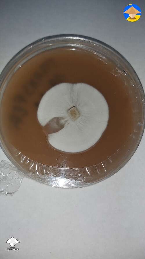 These are my first agar plates ever. Could you check them? #2