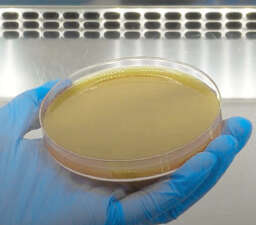 Agar for air sample test