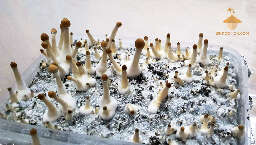 Psilocybe cubensis thai strain day 30