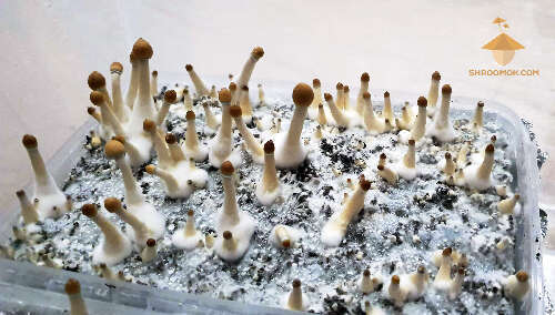 Psilocybe Cubensis Thai. 30 days after inoculation and 11 days in growbox