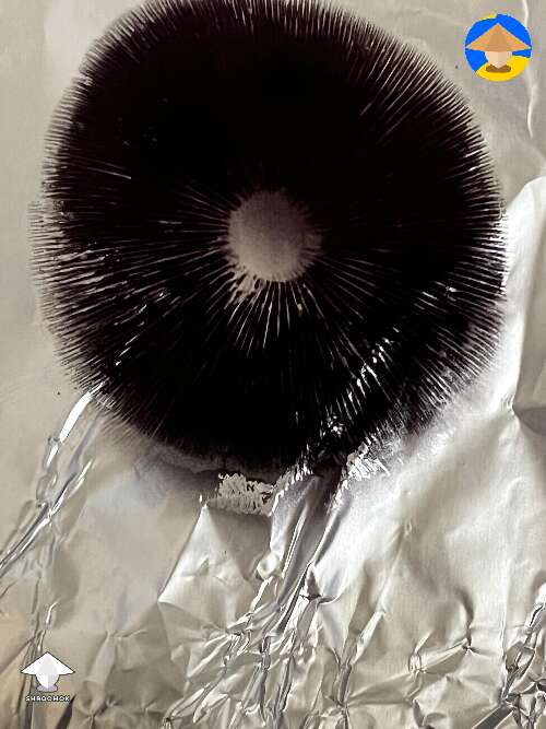 First spore print collected