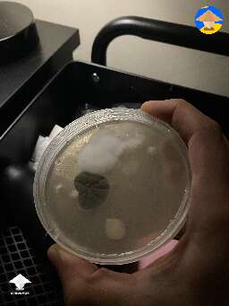 Some of these contaminants are so cool looking #2
