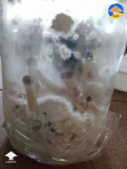 Just kills me how resilient mushrooms are - Luminous Lucy growing in jar