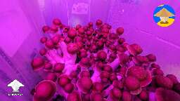 Penis Envy fruiting in 56 QT tub