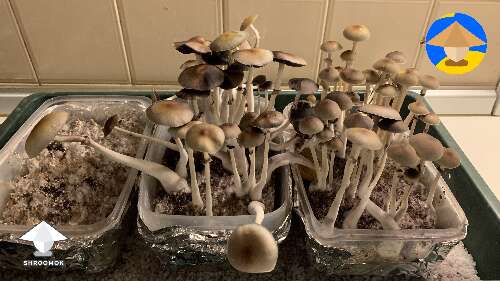 Went away for the weekend and harvested my magic mushrooms a little too late, still great tho #3