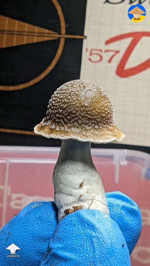 Fabulous Penis Envy mushroom