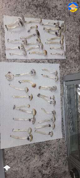 Harvested shrooms are ready for dehydrator
