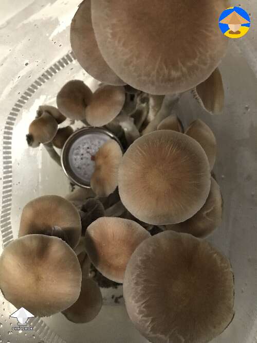 Should I harvest shrooms right now? Or it can be done in 5-6 hours