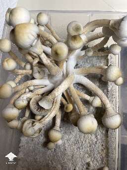 Leucistic Golden Teacher (LGT) in 6 qt tub from UB tek