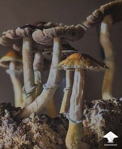 Hairy buffalo magic mushrooms