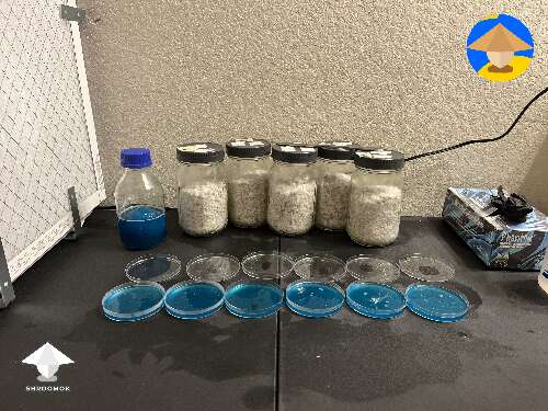 Transfered jars to monotub and took 6 samples from best performing jar and place into agar