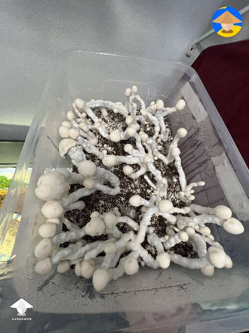 Nutcracker mushroom growing - 17 days since S2B