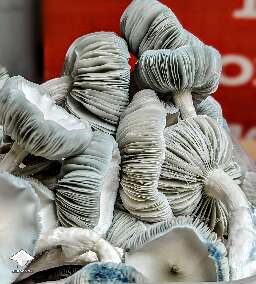 Beautiful Cubensis Jack Frost fruiting