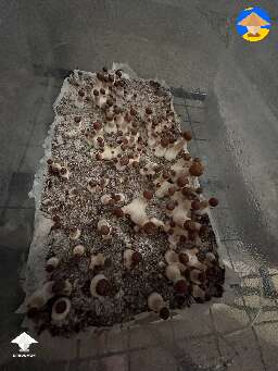 Beginners luck - mushroom fruiting
