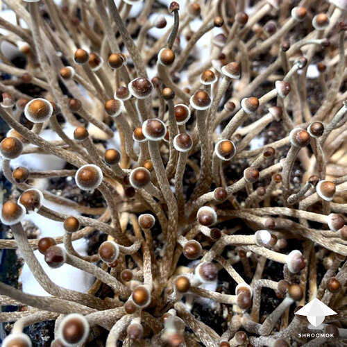How to get sclerotia species to fruit