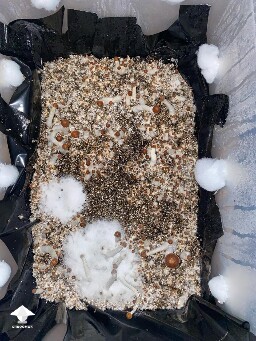 Salt application - green mold treatment