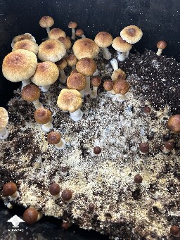 Stargazer mushrooms - second flush