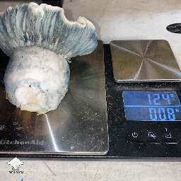 Giant Gorilla Wizard magic mushroom - 124g
