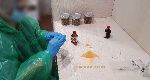 Preparation to inoculation substrate with liquid spore of magic mushrooms Psilocybe Cubensis