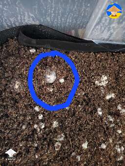 I think I might have a bacterial contamination. I noticed a slight odor the other day. Is this new growth the start of overlay?