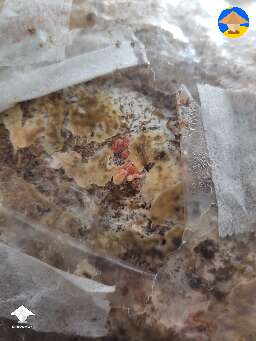 Just to give an idea of how quick pink oysters are. Here is a day's difference of 2 blocks from yesterdays pics #2