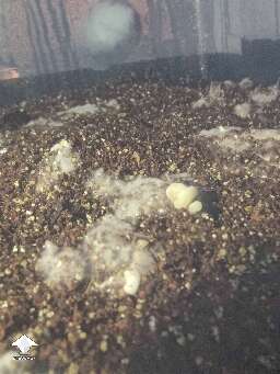 My substrate is only 20% colonized, but got 8 mushroom pins I can see popping up now
