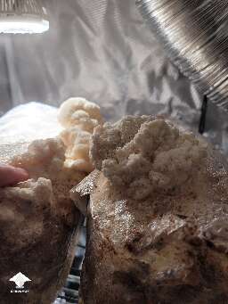 Lions Mane - 3 days after I first observed fruit growing above the bag