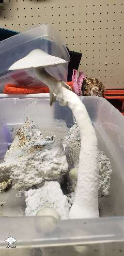 APE Revert growing. This cake just won't stop! #3