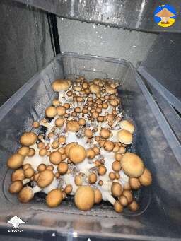 Hillbilly Cubensis shrooms
