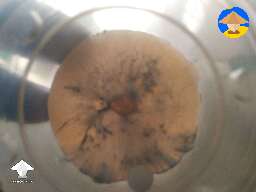 This is a perfect example of bruising to a culture that could be easily mistaken for Trich