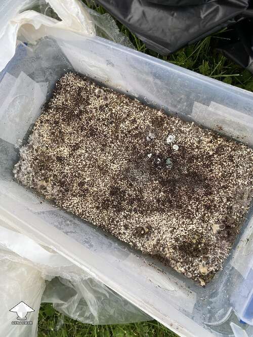 Contaminated mushroom block - green powder on mycelium