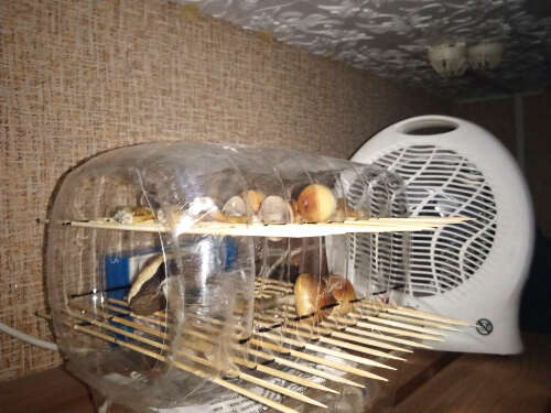 Drying mushrooms with heat fan