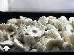 Albino Bayou Berengi shrooms