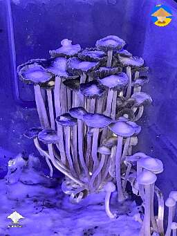 Panaeolus Cyanescens happen