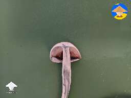 If you wanna make an agar plate from a mushroom - cloning - more in description #2