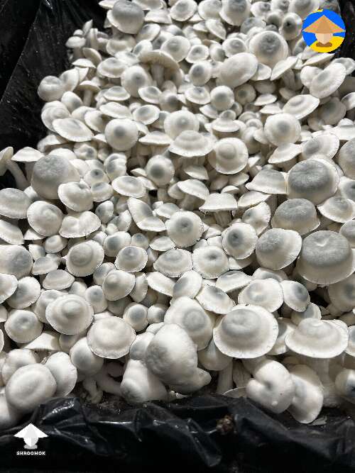 Beautiful Iceberg mushrooms fruiting