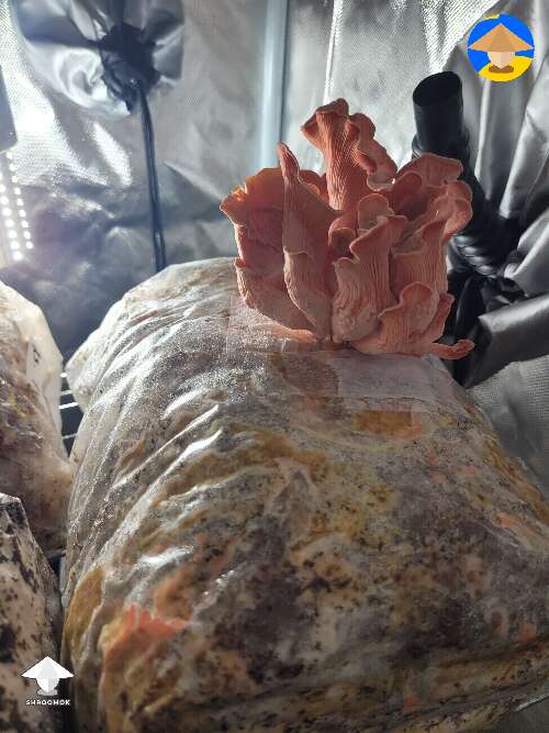 Pink oyster mushroom fruiting - 3 days later #2