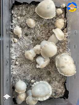 The Albino Riptide mushrooms