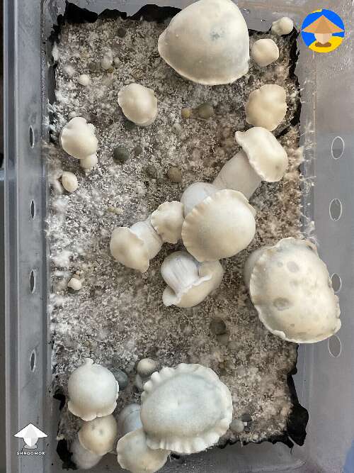 The Albino Riptide mushrooms