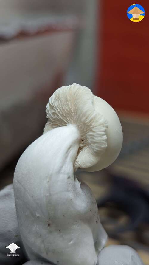Picked fatty Jack Frost mushrooms #5