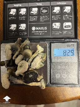 My last dose of shrooms for tripping