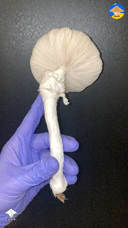Avery’s Albino from today’s harvest