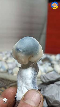 Picked fatty Jack Frost mushrooms #4