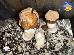 What in the dysmorphia? Penis Envy mushrooms