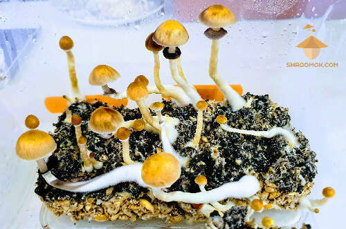 Magic psilocybe mushrooms brazil strain fruiting fifth flush