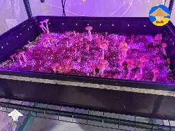 B+ mushrooms coming along well