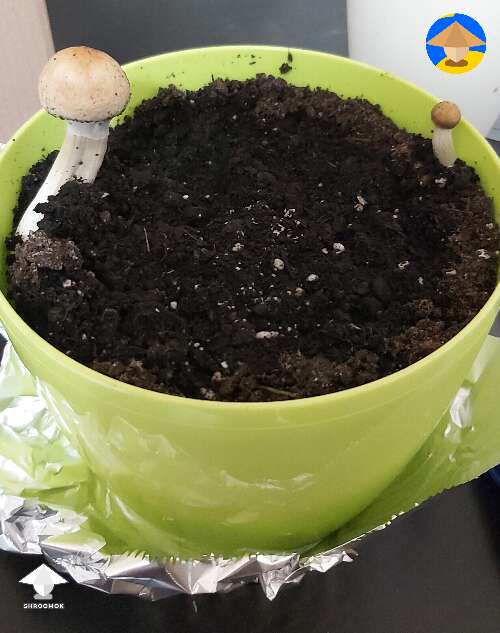 Used mushroom cake in a pot